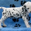 herr_blau _01